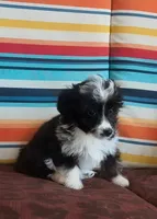 Pogo, a male Miniature Aussiedoodle for sale in Pawnee, OK – Photo 1 of 7