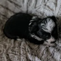 Pogo, a male Miniature Aussiedoodle for sale in Pawnee, OK – Photo 3 of 4