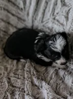 Pogo, a male Miniature Aussiedoodle for sale in Pawnee, OK – Photo 3 of 4