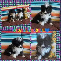 Pogo, a male Miniature Aussiedoodle for sale in Pawnee, OK – Photo 3 of 7