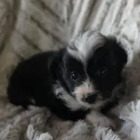 Pogo, a male Miniature Aussiedoodle for sale in Pawnee, OK – Photo 1 of 4