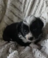 Pogo, a male Miniature Aussiedoodle for sale in Pawnee, OK – Photo 1 of 4