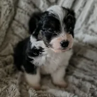 Pogo, a male Miniature Aussiedoodle for sale in Pawnee, OK – Photo 2 of 4