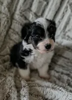 Pogo, a male Miniature Aussiedoodle for sale in Pawnee, OK – Photo 2 of 4