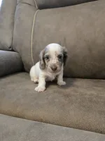 Ollie, a male Miniature Dachshund for sale in Pawnee, OK – 2 of 10