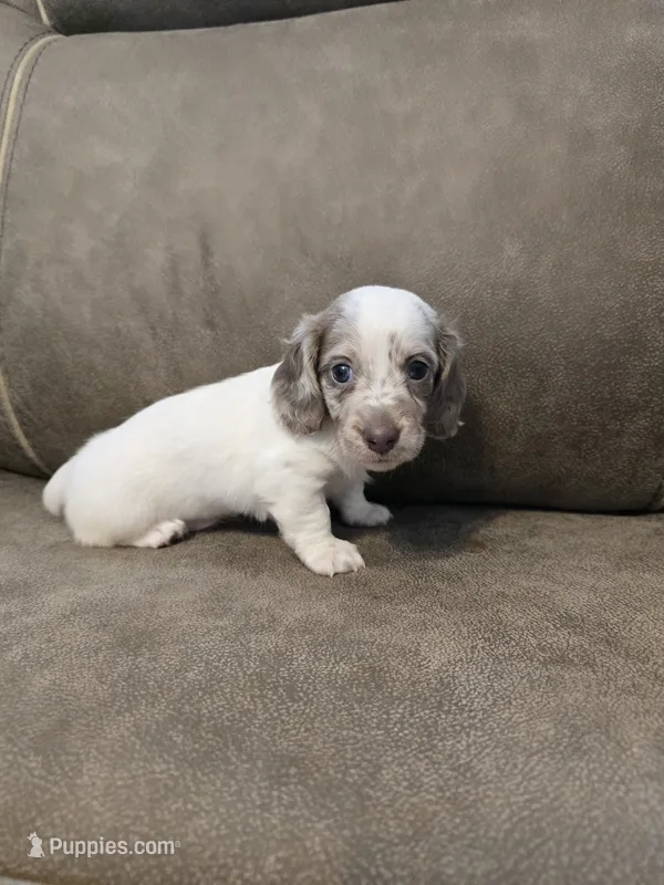 Ollie – Miniature Dachshund puppy for sale in Pawnee, OK
