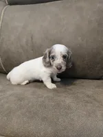 Ollie, a male Miniature Dachshund for sale in Pawnee, OK – 1 of 10
