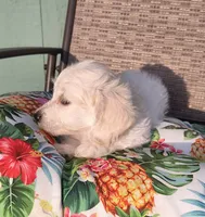 Stella , a female Doxiepoo for sale in Pawnee, OK – 1 of 10