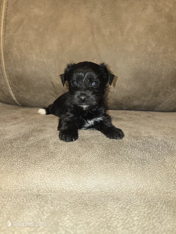 Princess – Yorkipoo puppy for sale in Pawnee, OK