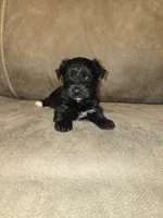 Princess, a female Yorkipoo for sale in Pawnee, OK – 1 of 5