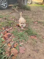 Theo, a female Poochon for sale in Pawnee, OK – 5 of 7
