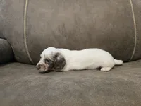 Ollie, a male Miniature Dachshund for sale in Pawnee, OK – 10 of 10