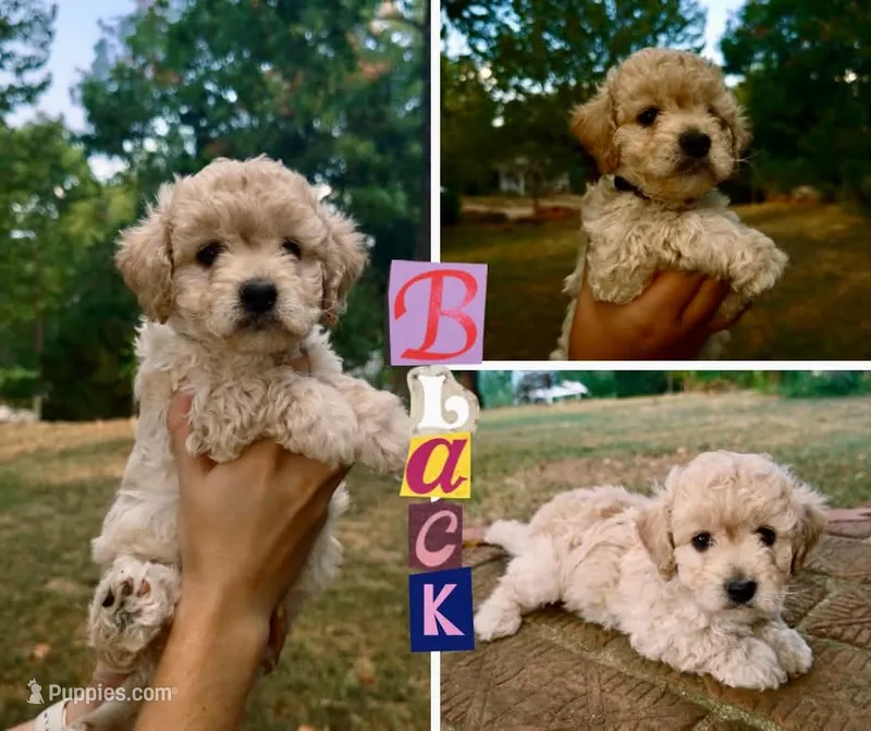 Colin – Bichon Frise, Poodle - Toy  puppy for sale in Pawnee, OK