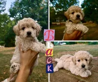 Colin, a female Bichon Frise and Poodle - Toy  for sale in Pawnee, OK – 1 of 1