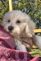 Leti, a female Doxiepoo for sale in Pawnee, OK – 5 of 10