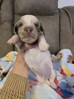 Ollie, a male Miniature Dachshund for sale in Pawnee, OK – 10 of 10