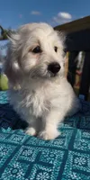 Lexi, a female Doxiepoo for sale in Pawnee, OK – 7 of 10