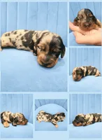 Jess Mariano, a male Miniature Dachshund for sale in Pawnee, OK – 2 of 2