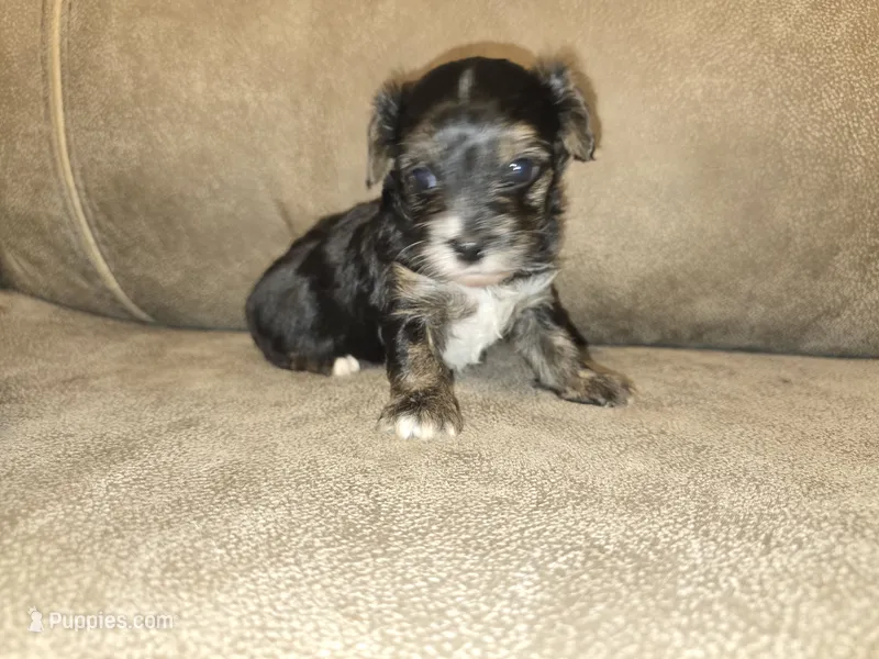 Prince – Yorkipoo puppy for sale in Pawnee, OK