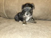 Prince, a male Yorkipoo for sale in Pawnee, OK – 1 of 6