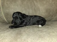 Princess, a female Yorkipoo for sale in Pawnee, OK – 2 of 5