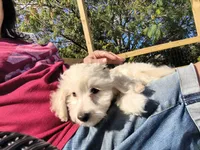 Leti, a female Doxiepoo for sale in Pawnee, OK – 10 of 10