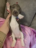 Violet, a female Miniature Dachshund for sale in Pawnee, OK – 4 of 10