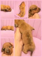 Lorelai Gilmore, a female Miniature Dachshund for sale in Pawnee, OK – 2 of 2