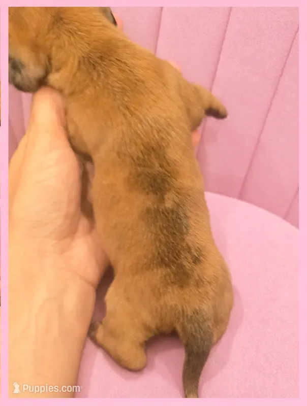 Lorelai Gilmore – Miniature Dachshund puppy for sale in Pawnee, OK
