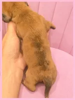 Lorelai Gilmore, a female Miniature Dachshund for sale in Pawnee, OK – 1 of 2