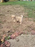Theo, a female Poochon for sale in Pawnee, OK – 6 of 7