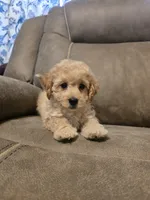 Theo, a female Poochon for sale in Pawnee, OK – 3 of 7