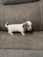 Ollie, a male Miniature Dachshund for sale in Pawnee, OK – 7 of 10