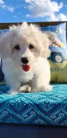 Lexi, a female Doxiepoo for sale in Pawnee, OK – 2 of 10
