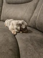 Bingo, a male Miniature Dachshund for sale in Pawnee, OK – Photo 7 of 10