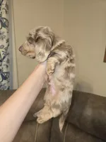 Bingo, a male Miniature Dachshund for sale in Pawnee, OK – Photo 2 of 10