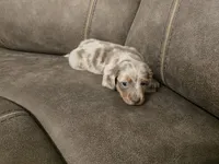 Bingo, a male Miniature Dachshund for sale in Pawnee, OK – Photo 10 of 10