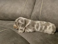 Bingo, a male Miniature Dachshund for sale in Pawnee, OK – Photo 9 of 10