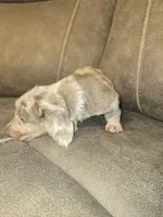 Bingo, a male Miniature Dachshund for sale in Pawnee, OK – Photo 3 of 10