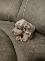 Bingo, a male Miniature Dachshund for sale in Pawnee, OK – Photo 6 of 10