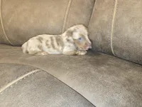 Bingo, a male Miniature Dachshund for sale in Pawnee, OK – Photo 4 of 10