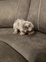 Bingo, a male Miniature Dachshund for sale in Pawnee, OK – Photo 5 of 10