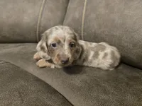 Bingo, a male Miniature Dachshund for sale in Pawnee, OK – Photo 8 of 10