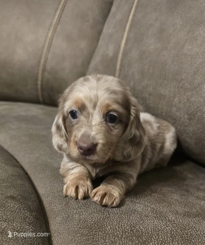 Bingo – Miniature Dachshund puppy for sale in Pawnee, OK