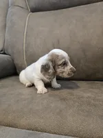 Ollie, a male Miniature Dachshund for sale in Pawnee, OK – 5 of 10