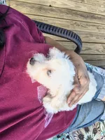 Leti, a female Doxiepoo for sale in Pawnee, OK – 6 of 10