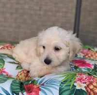 Bella , a female Doxiepoo for sale in Pawnee, OK – 4 of 10