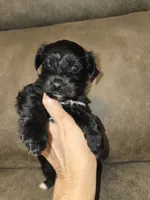 Princess, a female Yorkipoo for sale in Pawnee, OK – 3 of 5