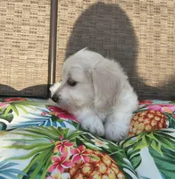 Stella , a female Doxiepoo for sale in Pawnee, OK – 9 of 10
