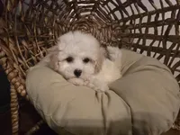 Sheldon Cooper, a male Poochon for sale in Pawnee, OK – Photo 9 of 10